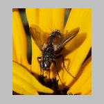 Eriothrix cf rufomaculatus - Raupenfliege 05.jpg